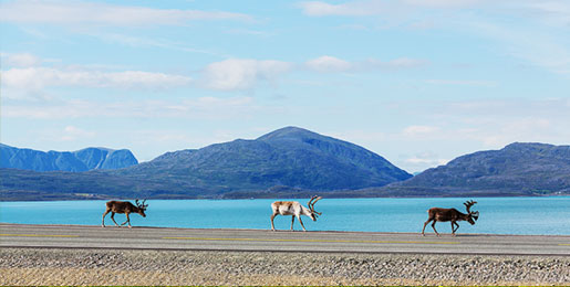 Wohnmobil mieten Rovaniemi